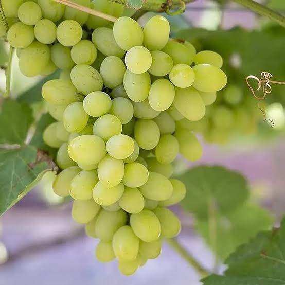 Thompson from India supplied by Agroshifts Global Private Limited - Thompson (=Thompson Seedless=Sultana=Sultanina=Sultan) Fresh Grape
