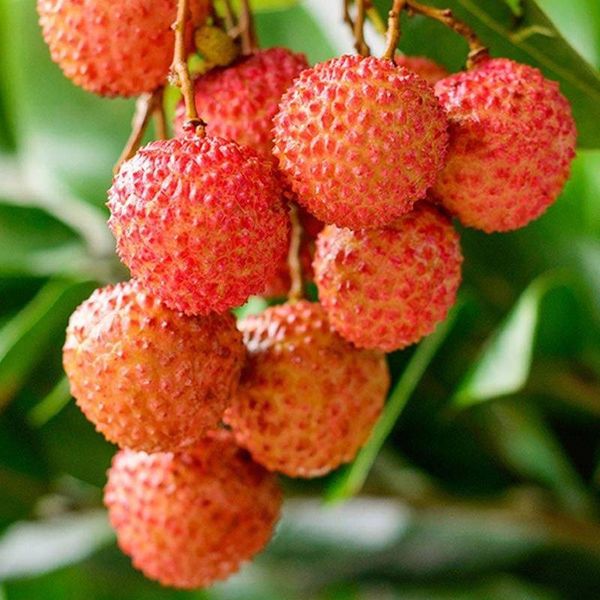Fresh Lychee from China supplied by Benchang Ecological Agriculture Co., Ltd. - Guiwei (=Kwai May Red=Kwai Mi) Fresh Lychee