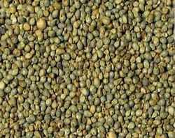 Millet Seed from India supplied by Annapurna Agro Industries - Indian Pearl Millet - Desi (=Desi Bajra) Millet