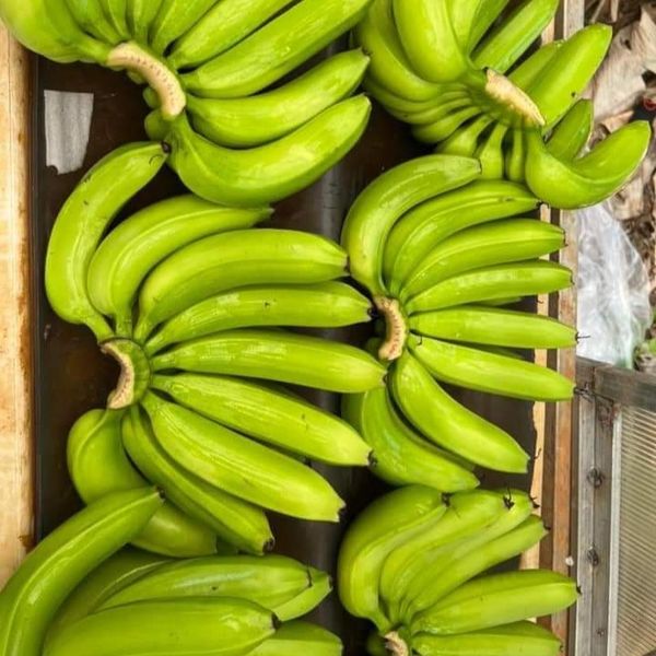 Cavendish Banana from 베트남 supplied by TTB Import Export Co.,Ltd - 신선 바나나