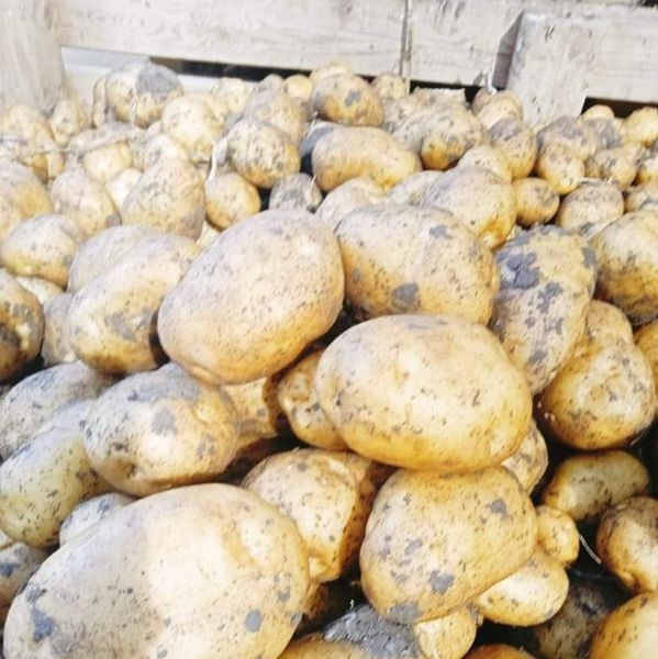 Potatoes from 이집트 supplied by KHE Logistics - 신선 일반 감자