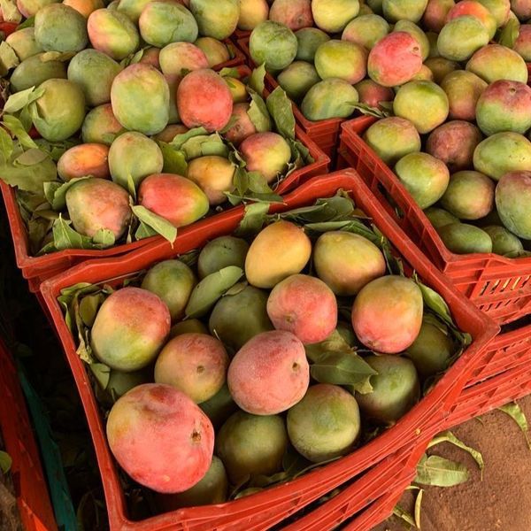 Mango from 코트디부아르 supplied by DK COMMODITY - 혼합 크기 신선 망고