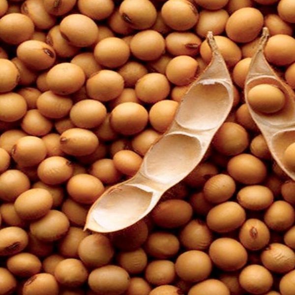 soja from Togo supplied by BOTI CO MULTI SYSTEME SERVICE - Breakfast Cereal