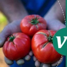 Organic Tomatoes Paste from Ghana supplied by PRIBOFO ENTERPRISE - Puree Tomato Paste and Puree