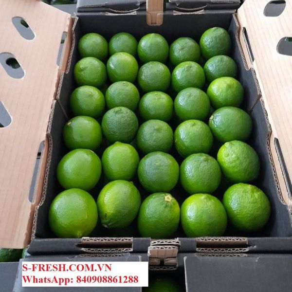 Fresh Lime Vietnam (S-fresh 84-0908861288) from 베트남 supplied by Seiko Jsc - 크기: 53-65 신선 라임