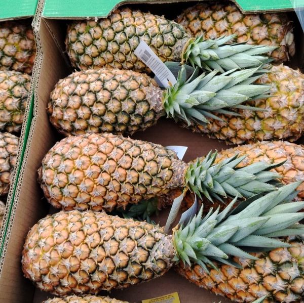 pineapple from 베냉 supplied by Kodra-Export - 크기: 9-10 신선 파인애플
