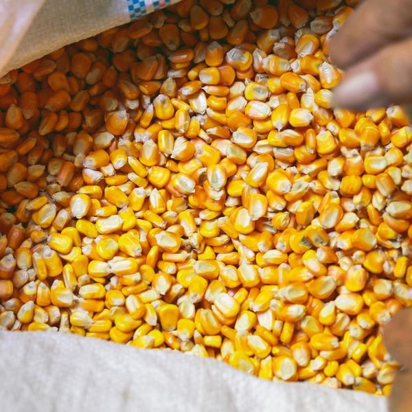 maize corn animal feed from India supplied by Field to Feed Export Pvt Ltd - Yellow Corn Maize (Corn) Groat & Meal