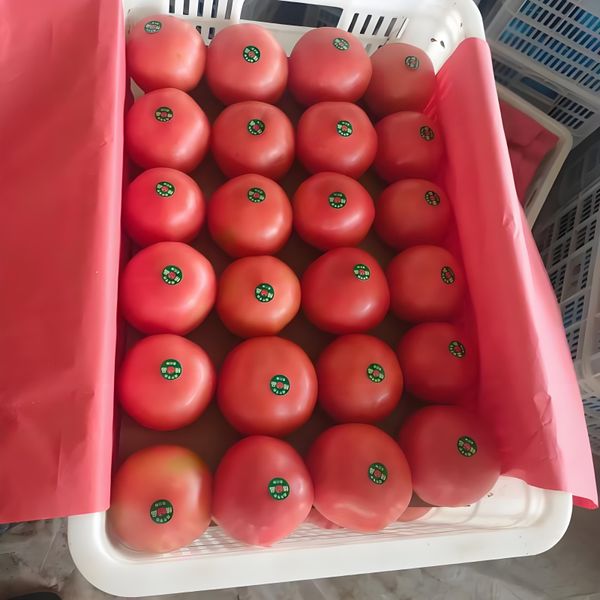 Fresh tomato from China supplied by 上海盒米网络科技有限公司 - Apple Tomato Fresh Tomato