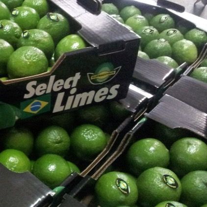 lime from 브라질 supplied by Kodra-Export - 신선 신선 라임