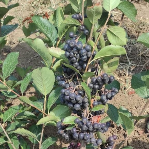 Aronia -chockoberry from 아제르바이잔 supplied by Kozberi LLC - Black Chokeberry (=Black Berried Aronia=Aronia melanocarpa) 아로니아