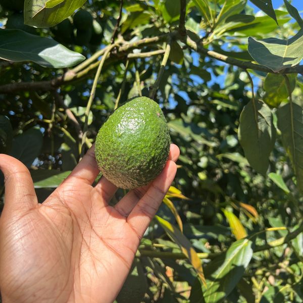 Avocados from Kenya supplied by Ekhaya Fresh - Size: 14-16 Fresh Avocado