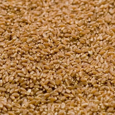 Hard Red Wheat from 미국 supplied by Yirsa Farms - 단백질: 12.5% 이상 소맥
