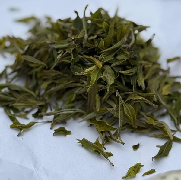 Darjeeling White Tea from India supplied by INDOMOLD CONNECT (OPC) PRIVATE LIMITED - Dried White Tea