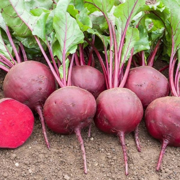 Beetroot - Angreen from 베트남 supplied by ANGREEN CORPORATION (Angreen Joint Stock Company) - Open Field 신선 비트