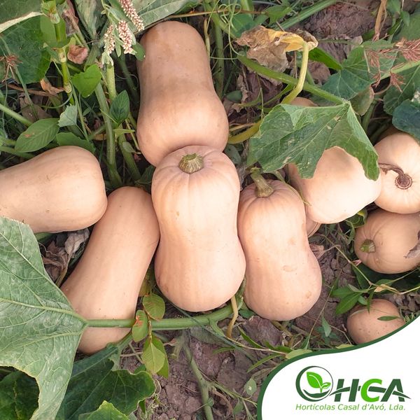 Butternut Squash from 포르투갈 supplied by Hortícolas Casal d'Avó, Lda. - Fresh (=Chilled) 버터너트