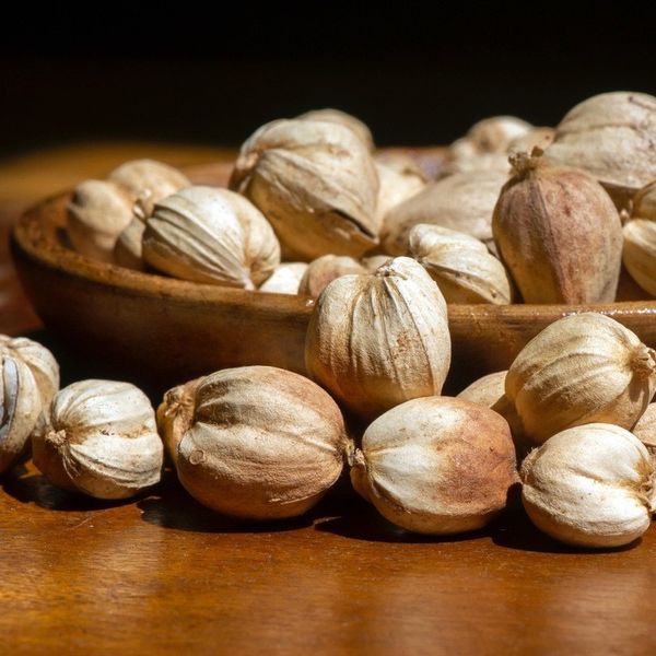 cardamom from 인도네시아 supplied by PT Sri Janya Agro - 카다멈