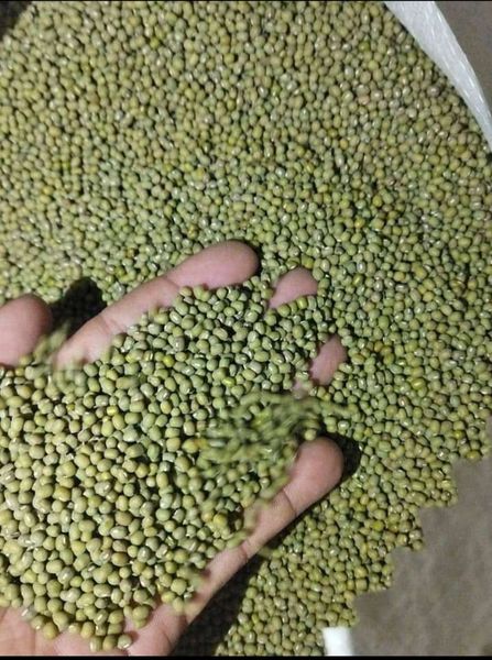 MUNG BEANS from 인도네시아 supplied by PT Avian Maju Indonesia - 말린 녹두