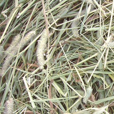 Timothy Hay ~ 1st Cut, 2nd Cut - Dryland  & Irrigated from 캐나다 supplied by BARR-AG LTD - 티모시 건초
