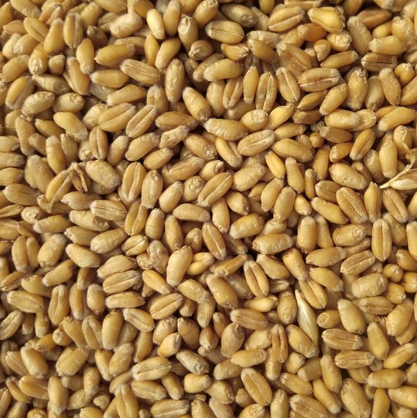 Wheat from 아랍 에미리트 연합국 supplied by Opes Terra - 소맥