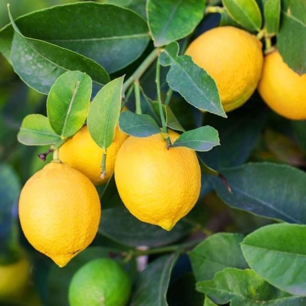 Citrus from 남아프리카공화국 supplied by Rainbow Export - Carton Box (15kg) (=Cardboard Box) 신선 레몬