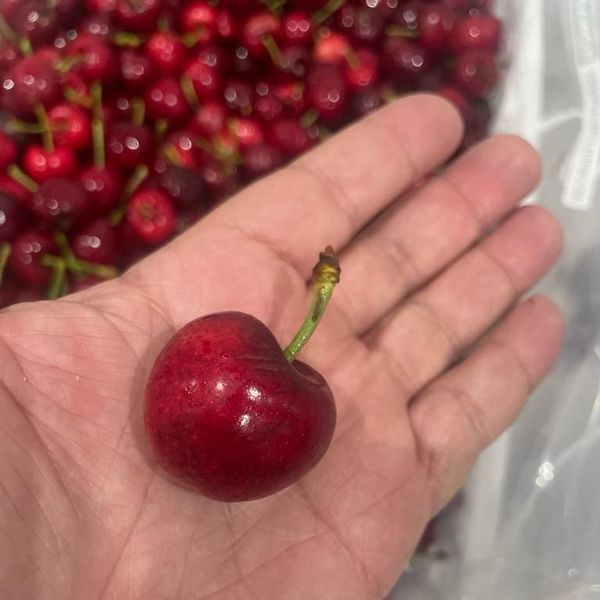 CEREZA from Chile supplied by Haspe company Sac - Size: 32 Fresh Sweet Cherry