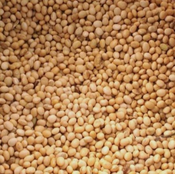 SoyBean from 나이지리아 supplied by Ensource Ltd - 껍질 없음(=알맹이) 대두
