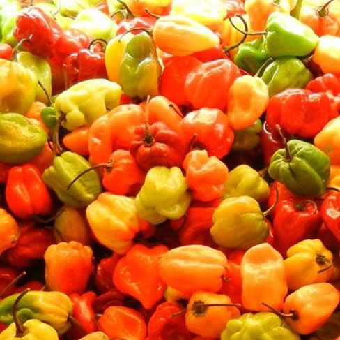 Bird Eye Chilli from 우간다 supplied by Africa Agribusiness Services Limited  - Moning 말린 통고추