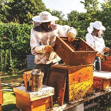 Organic Wildflower Honey from 짐바브웨 supplied by Busy Drones - 퓨어 꿀