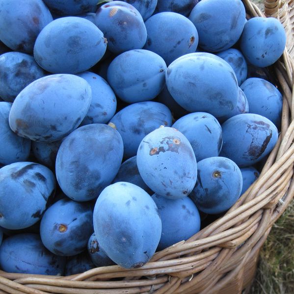 Fresh Plum - Stanley, President, Kabardinka etc from 몰도바 supplied by DANU LIMITED SRL - 신선 신선 자두