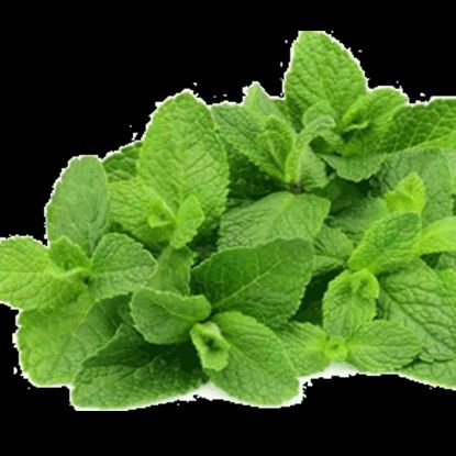 Peppermint from 이집트 supplied by ElSeba Spices & Herbs - Tea Bag Cuts 박하