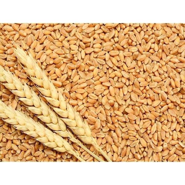 Wheat from 불가리아 supplied by Bulscan Trade Ltd - Hectoliter Weight: 75 kg/hl 소맥