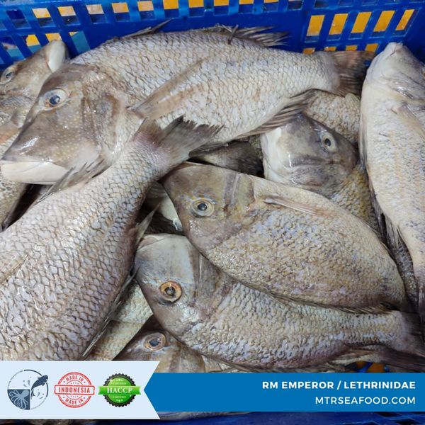 FROZEN EMPEROR FISH STEAK / BUTTERFLY from 인도네시아 supplied by PT Mitra Timur Rayatama - High Quality 냉동 엠퍼러