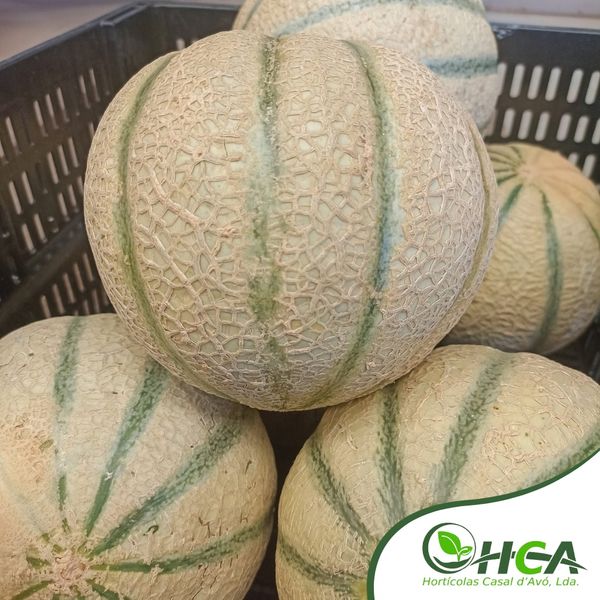 Cantaloupe Melon from Portugal supplied by Hortícolas Casal d'Avó, Lda. - Size: 750-1000 g Cantaloupe