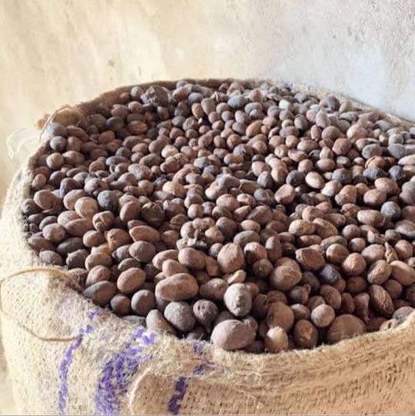 Shea Nut from Nigeria supplied by Everly Projects Ltd - Organic Shea Nut