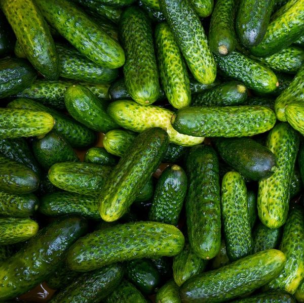 Cucumber from 튀르키예 supplied by ECO TOHUM TEKNOLOJİLERİ LTD. ŞTİ - 노지 신선 오이