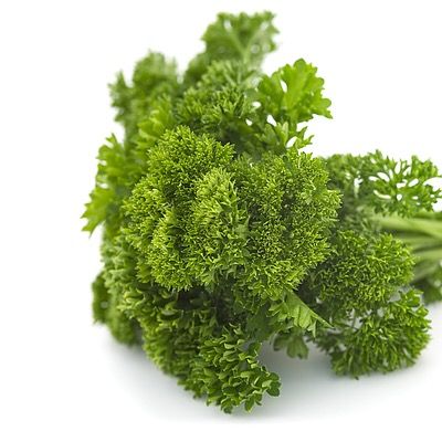 Curly Parsley from 이집트 supplied by ElSeba Spices & Herbs - Curly 파슬리