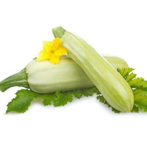 Zucchini from Egypt supplied by ALDBERKY TREADING - Fresh Zucchini