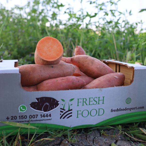 sweet potato from 이집트 supplied by fresh food for export - 고구마