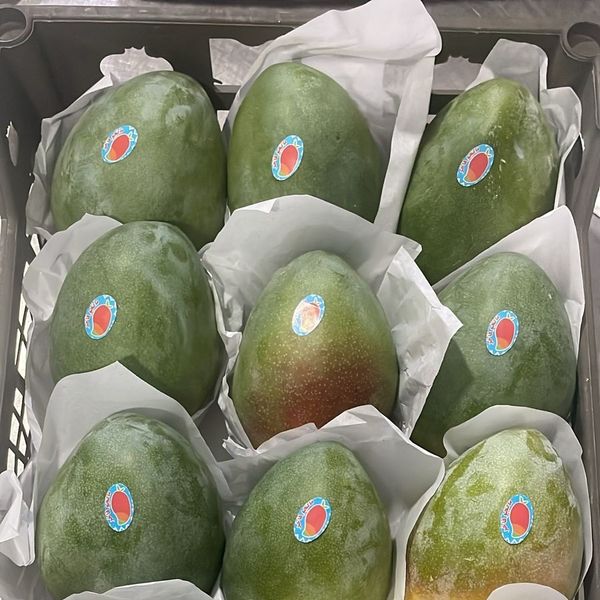 fresh mango from Egypt supplied by Accord Group - Size: <8 (=Less than 8) Fresh Mango
