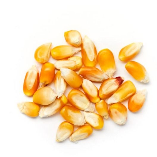 Dried Corn from Ghana supplied by PRIBOFO ENTERPRISE - Raw Maize (Corn)