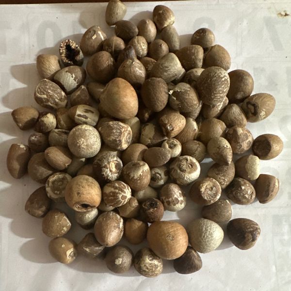 Arecanut from 스리랑카 supplied by Habeeb Ceylon spice - Large 베텔
