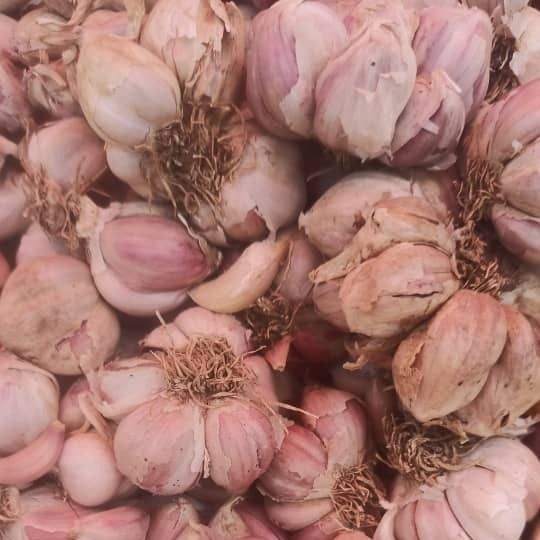 Garlic from 나이지리아 supplied by A Mabai Agro ventures - 엑스트라 플로 신선 마늘