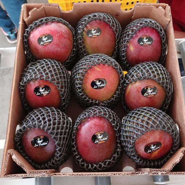 Fresh Apple Mango from 페루 supplied by Triskelion Group SAC - Kent 신선 망고