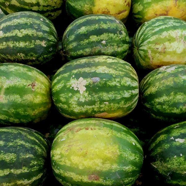 Watermelon from India supplied by Liberty Exports - Black Diamond Fresh Watermelon