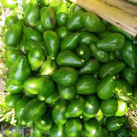Fresh Avocado from 우간다 supplied by Graypoint Holdings - Fresh (=Chilled) 신선 아보카도