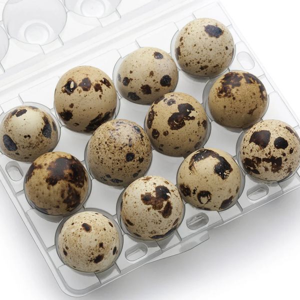 Quail Eggs from 페루 supplied by EXIMBit - Excellent Quality 메추라기 알