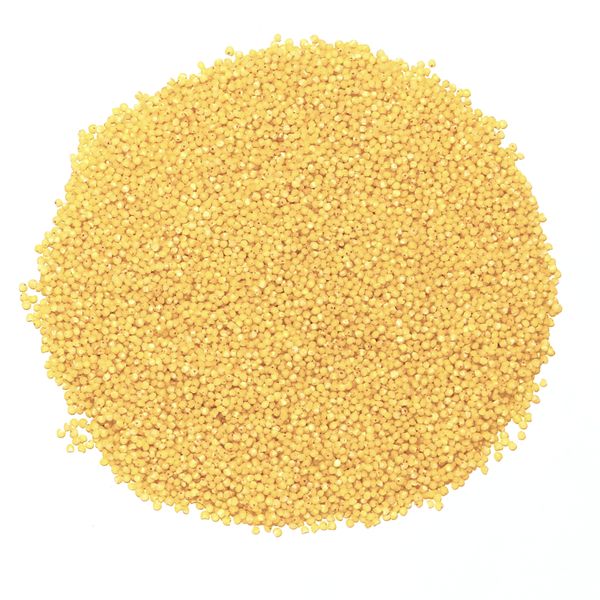 Hulled millet / Millet from 폴란드 supplied by Elpol Luzniak Sp. k. - Golden Millet 밀레