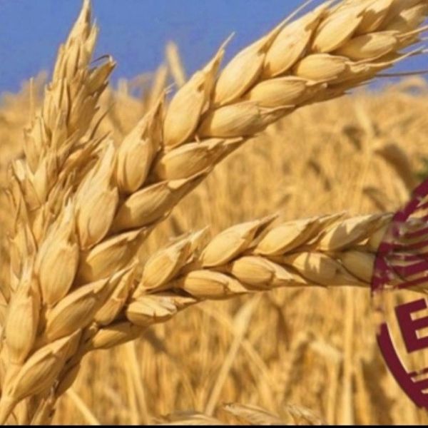 Milling Fheat protein 11.5-12.5 from Ukraine supplied by Grain Capital Agri UG - Protein: 10.5-12% Wheat