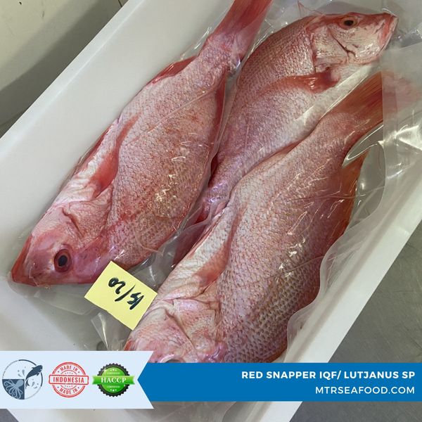 FROZEN RED SNAPPER / BUTTERFLY / STEAK / FILLET from 인도네시아 supplied by PT Mitra Timur Rayatama - 900-1000g 냉동 스내퍼