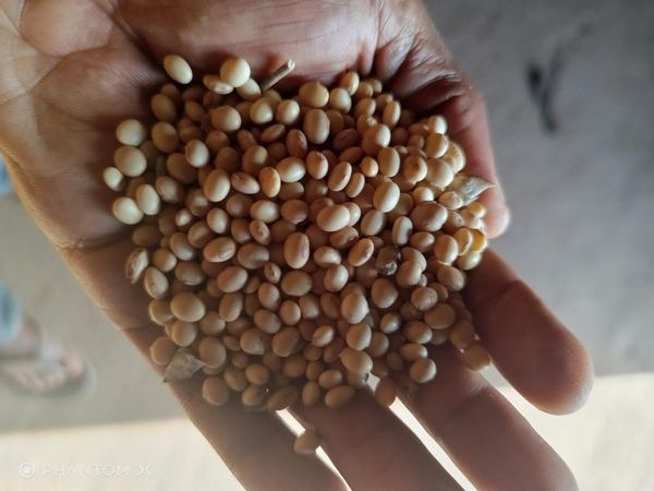 Soya Beans from 나이지리아 supplied by Albiture Logistics Limited - 껍질 없음(=알맹이) 대두